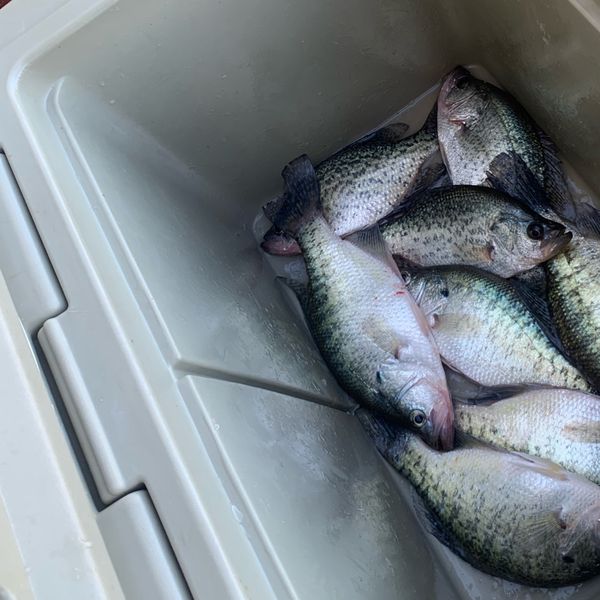 Lance Hughey Crappie Guide Service