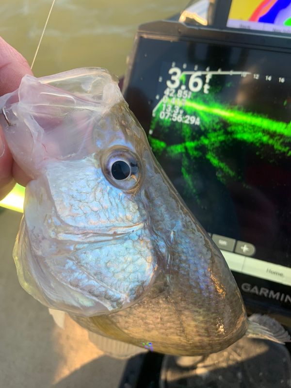 Lance Hughey Crappie Guide Service