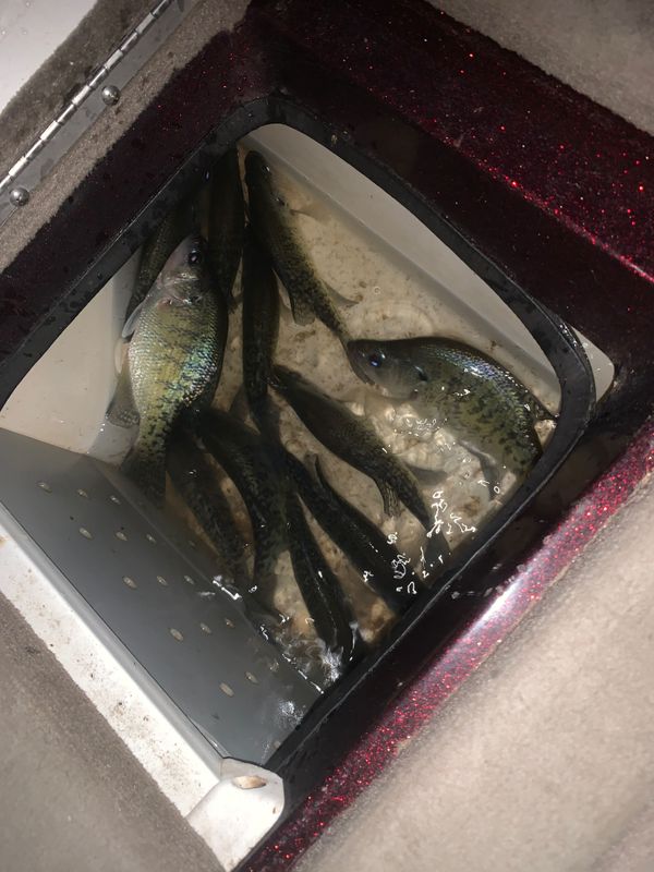 Lance Hughey Crappie Guide Service