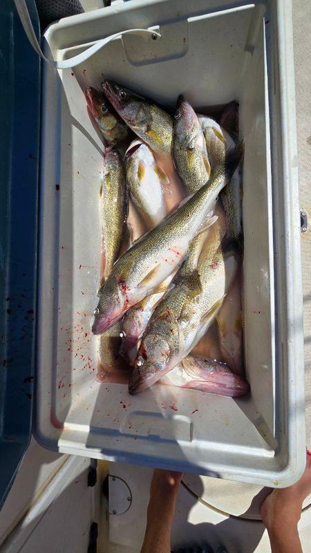 Pro-Tek Fishing Walleye Charters