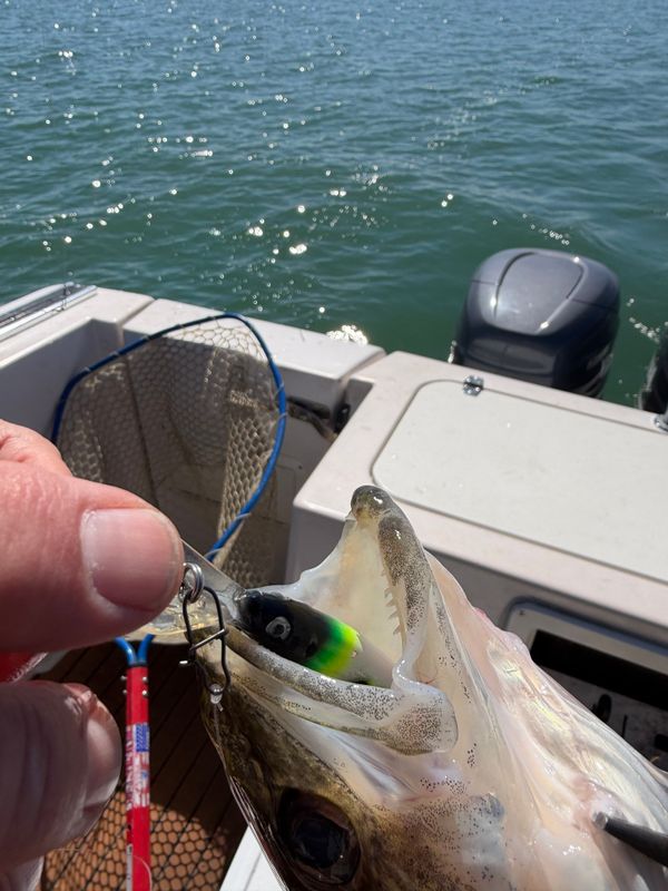 Addicted to Hookin Charter