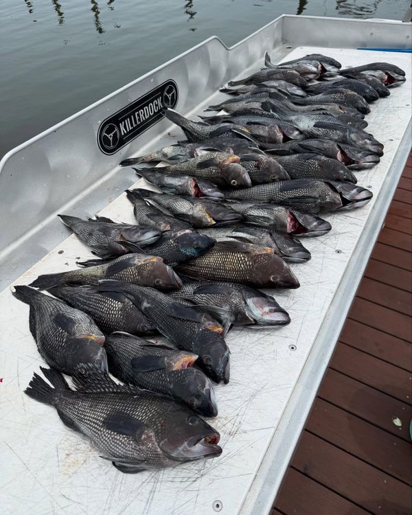 Stripe Tease Sportfishing