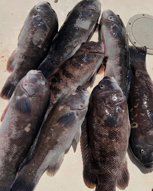 Stripe Tease Sportfishing