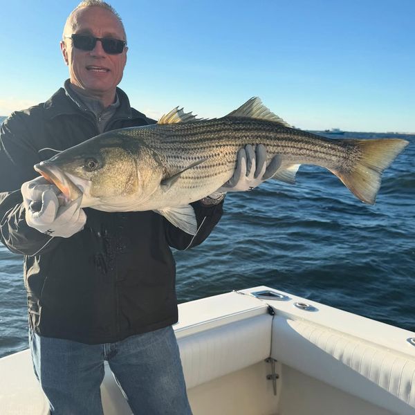 Stripe Tease Sportfishing