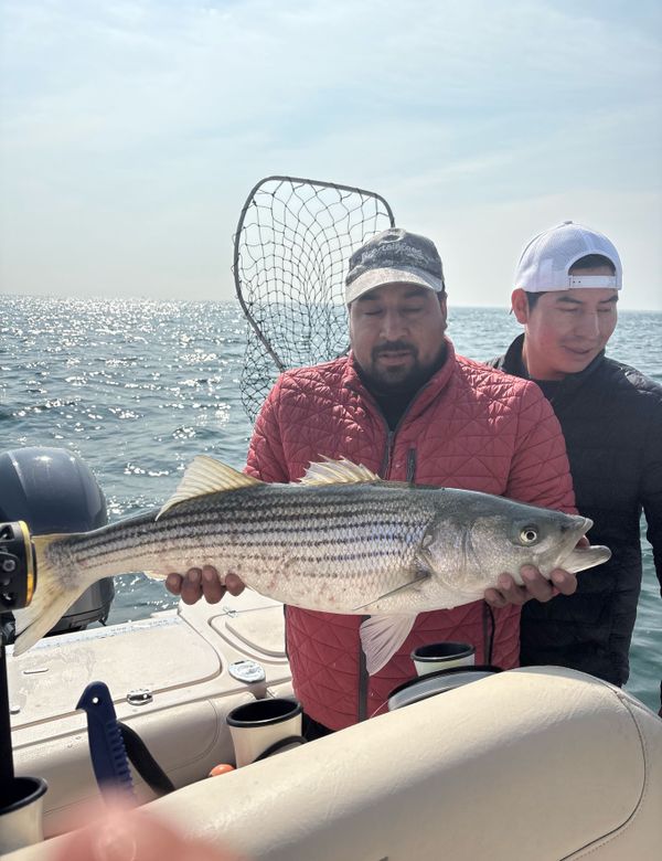 In The Net Sportfishing Cape Cod