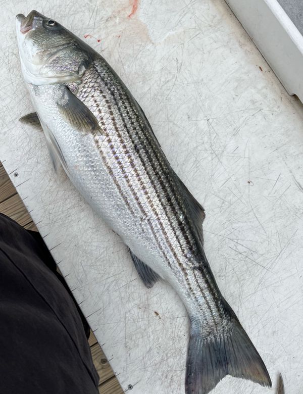 A Fish Charters