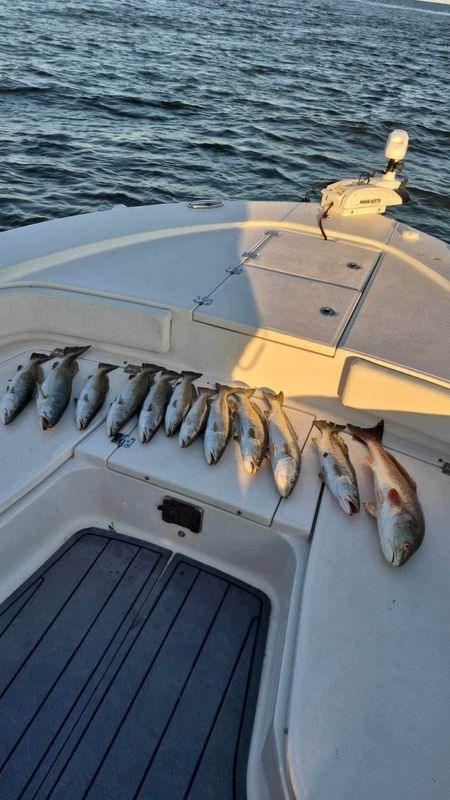 Sea Dawg Charter