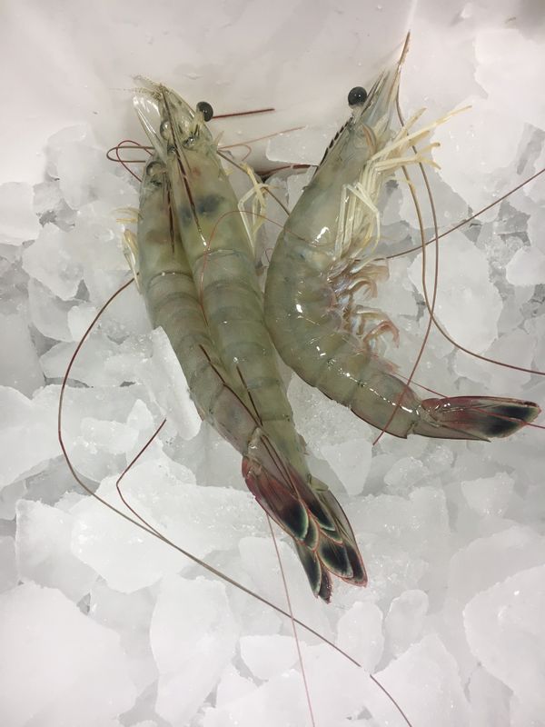 Harbor City Bait Shop