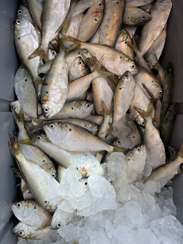 Harbor City Bait Shop