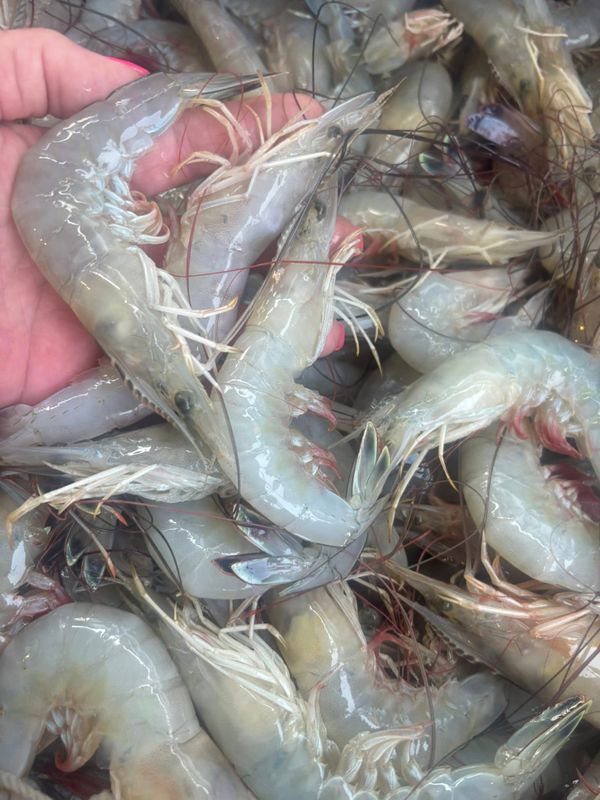 Harbor City Bait Shop