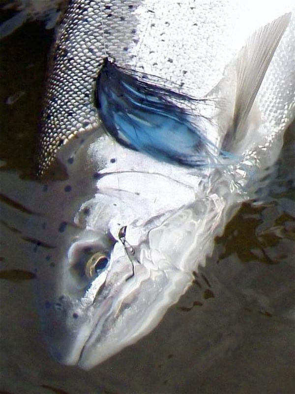 Brian Silvey’s Flyfishing guide service