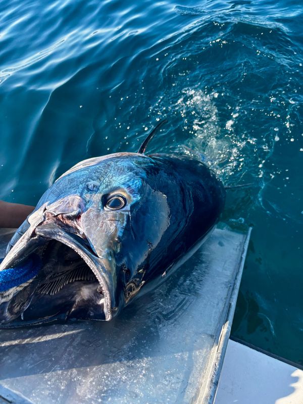 Ohana Sportfishing Charters