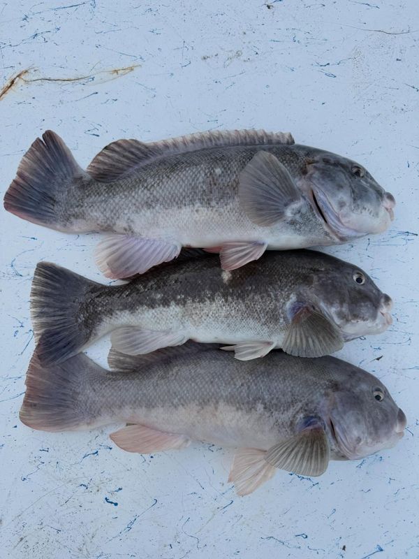 Fishpit Charters