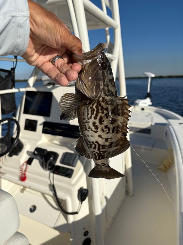 Reel Sharp Sportfishing