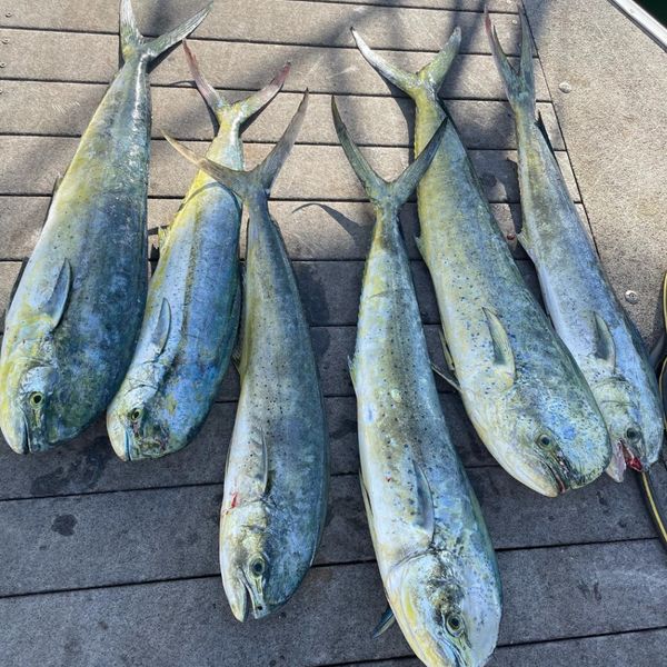 Pearl Fishing Oahu