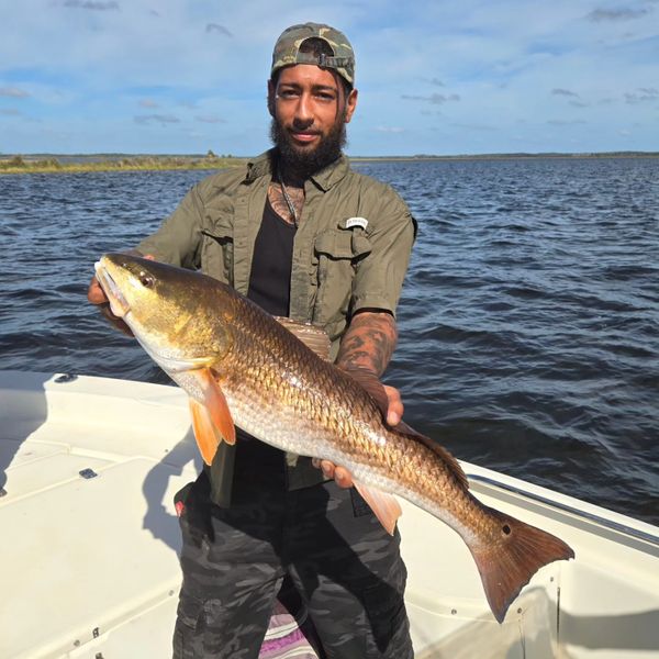 Florida Gulf Coast Charter Fishing