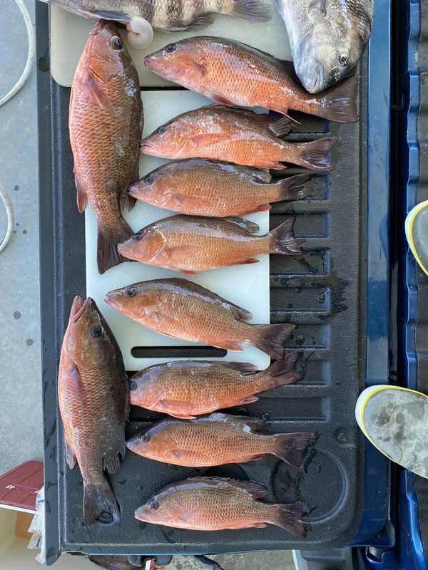 Reel Nauti Fishing Charter LCC
