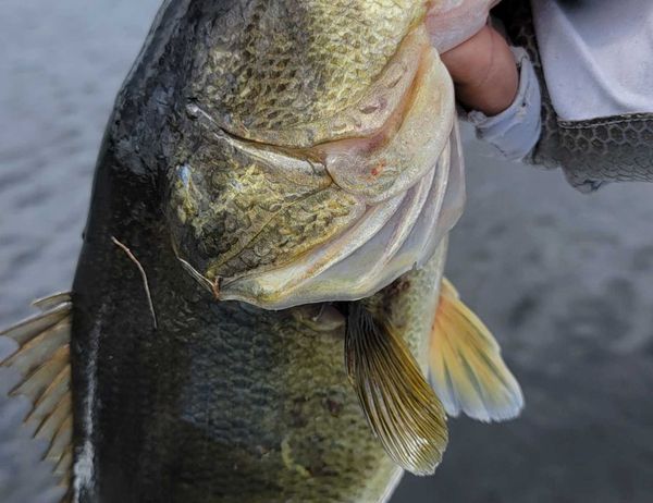Bassin' With Capt Lou Guide