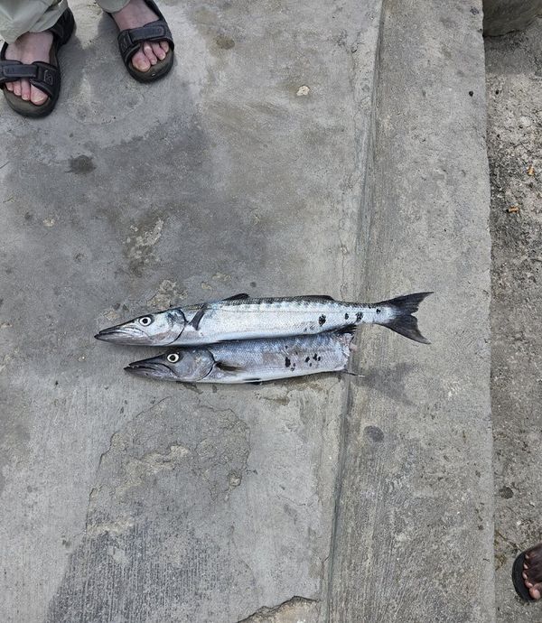 Elimar Fishing Tours