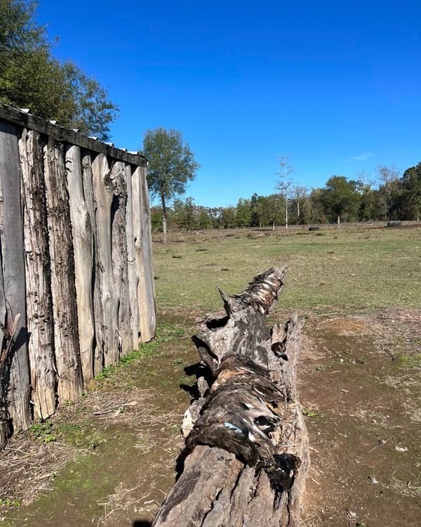 Fowl Language Guide Service