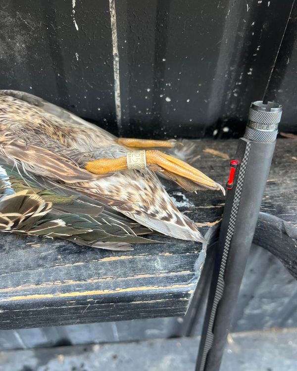 Fowl Language Guide Service