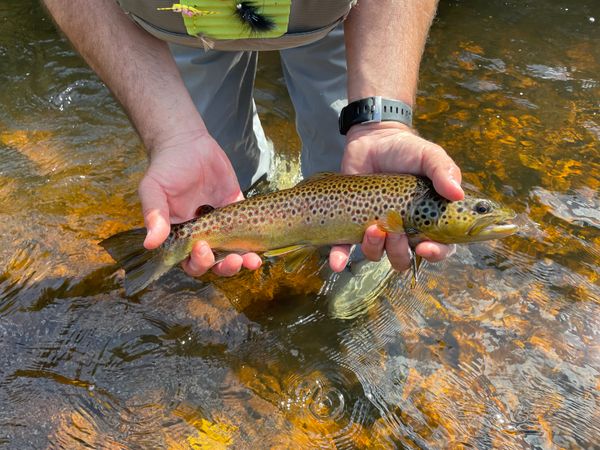 BattleFishOnTheFly
