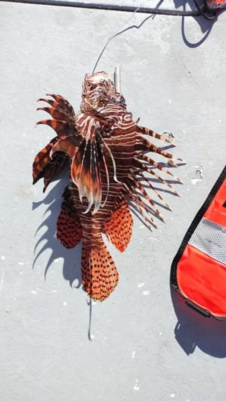 Aquahunter Dive And Fish Charter