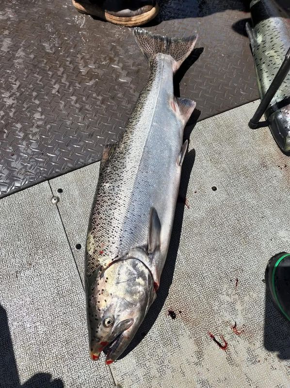 Pittman Sportfishing