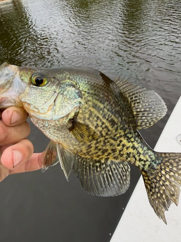 Wicked East Charters