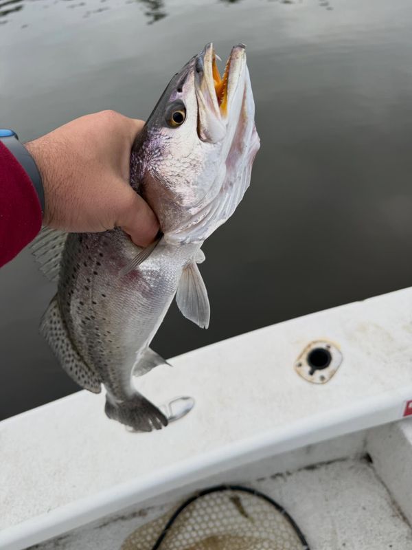 Wicked East Charters