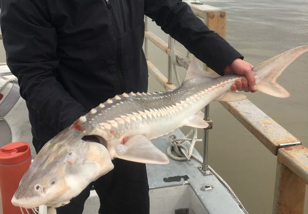 Bill Sportsfishing and Guide Service