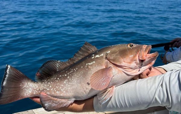 Drop Off Sportfishing