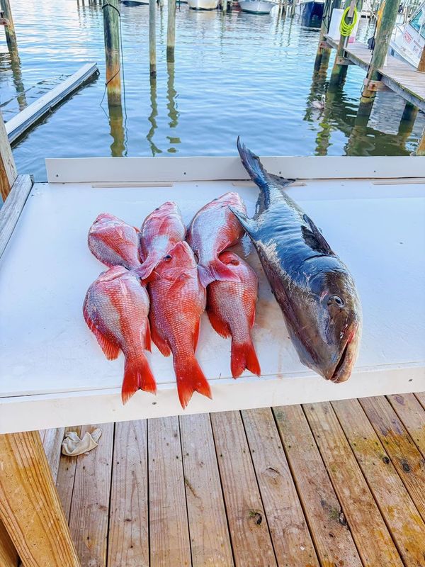 In Too Deep Charters