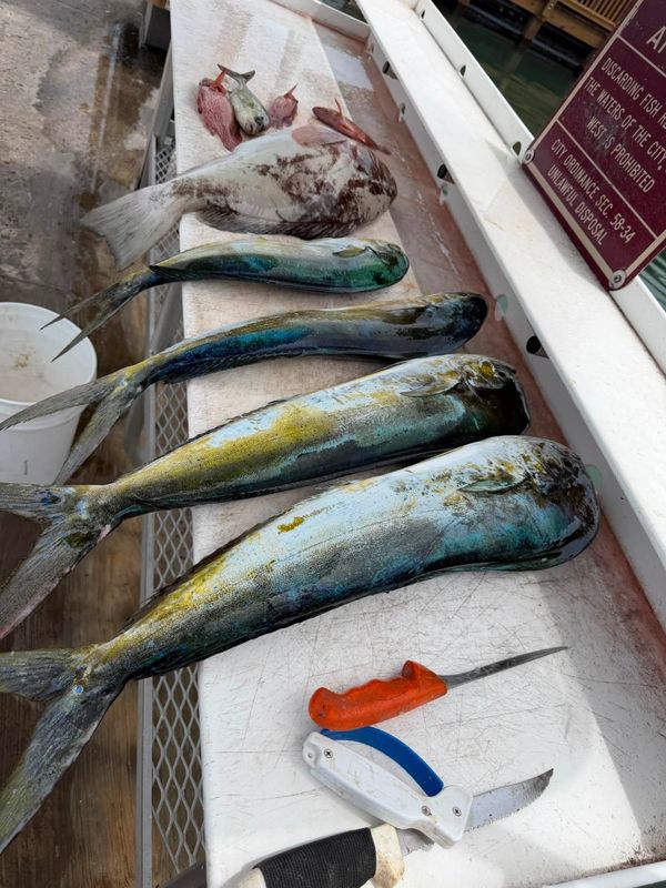 Fishizzle Sportfishing Charters