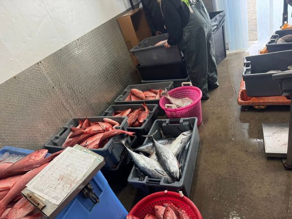 Next Lvl Sportfishing