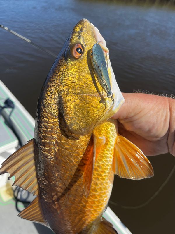 SaltyFrog Charters