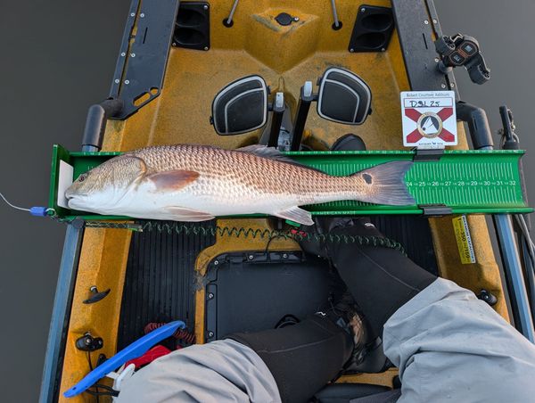 Pedal Driven Kayak Fishing Charters