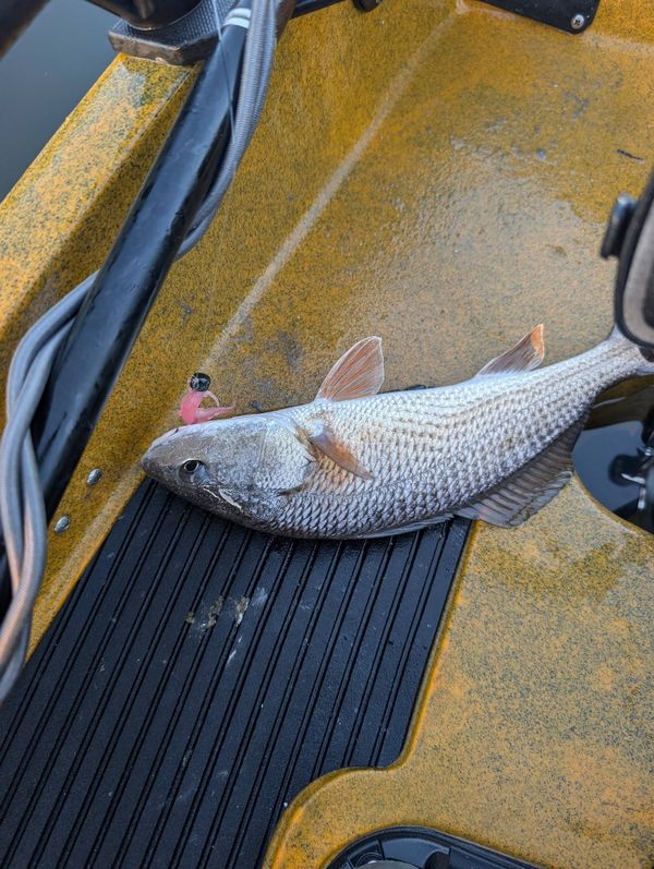 Pedal Driven Kayak Fishing Charters