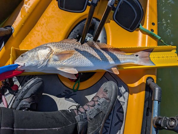 Pedal Driven Kayak Fishing Charters