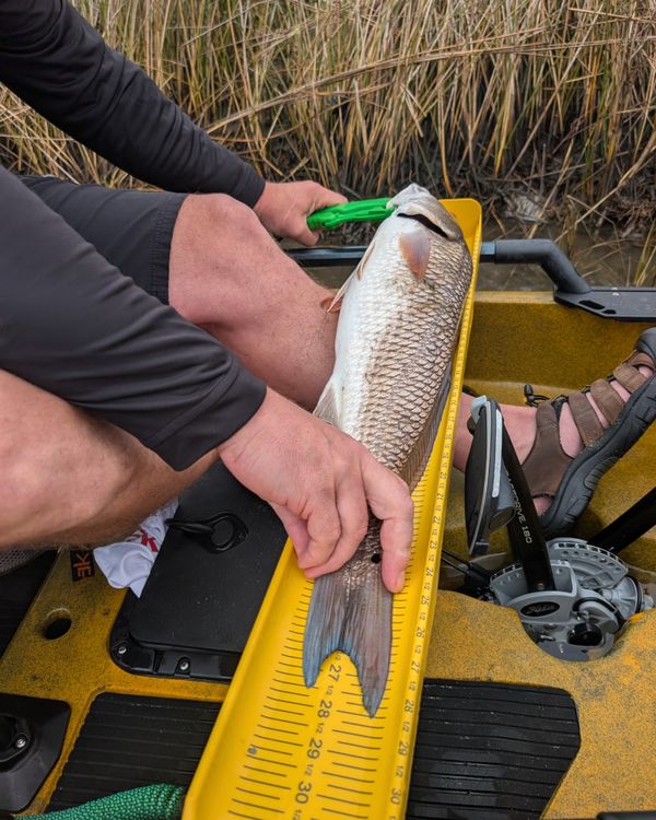 Pedal Driven Kayak Fishing Charters