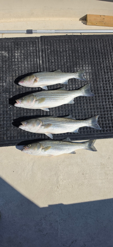 Screaming Eagle Charters