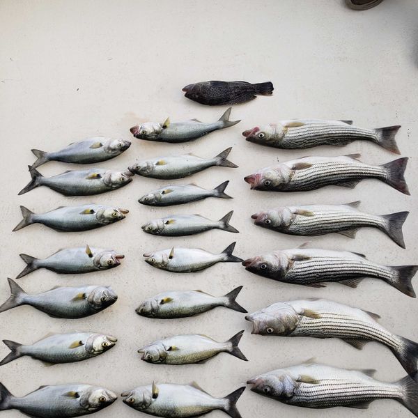Screaming Eagle Charters