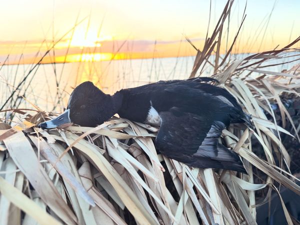 Salty Pirate Fishing Charters