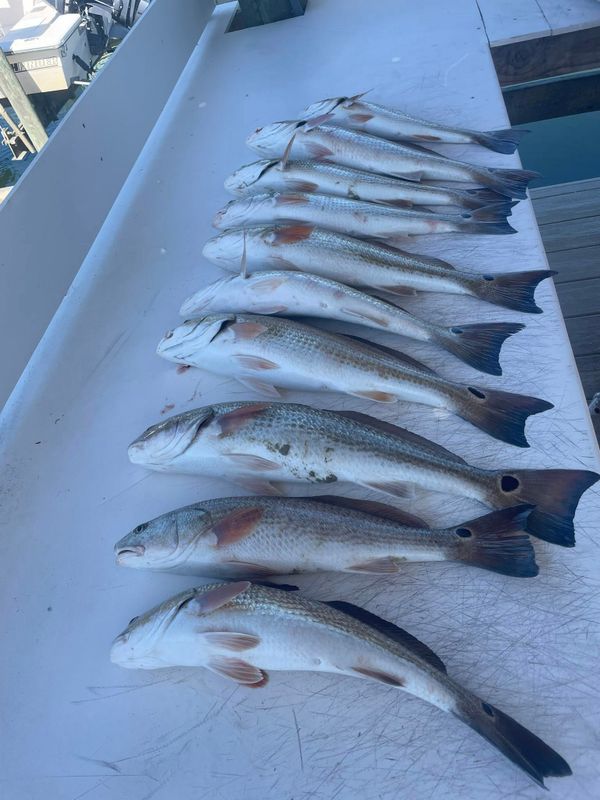 Bulletproof inshore charters