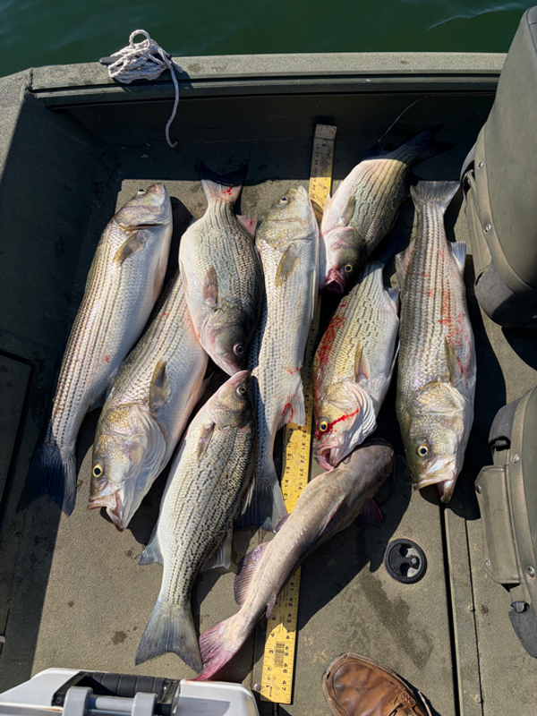 StriperXtreme Guide Service