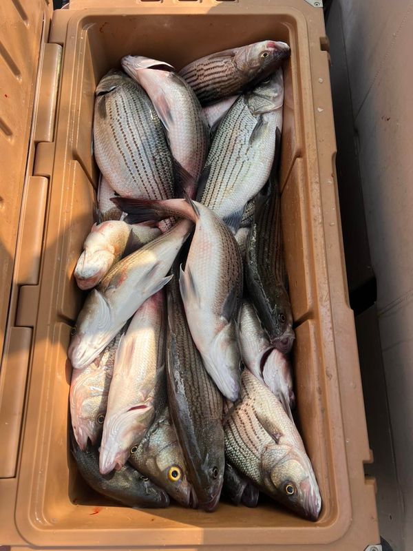 William Sasser Guide Service