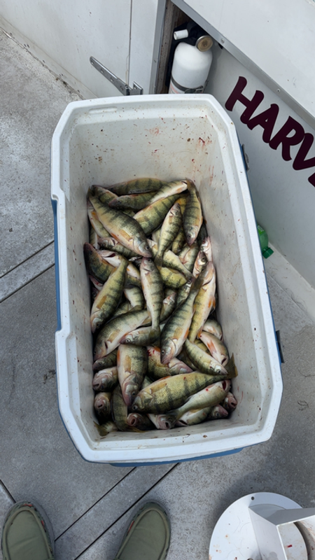 Erie West Sportfishing