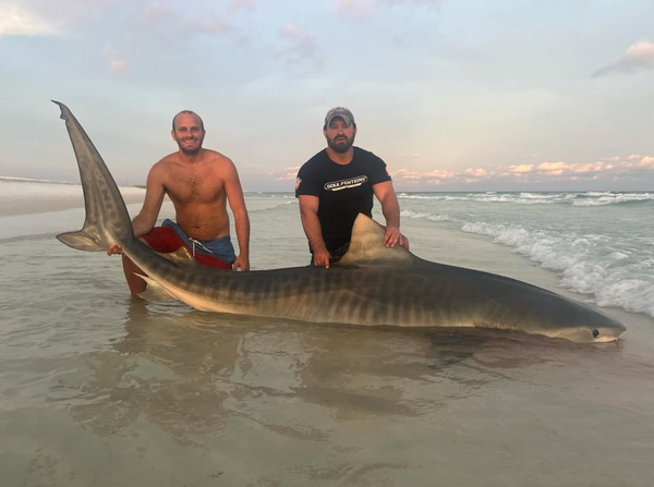 Tampa Bay Shark Fishing