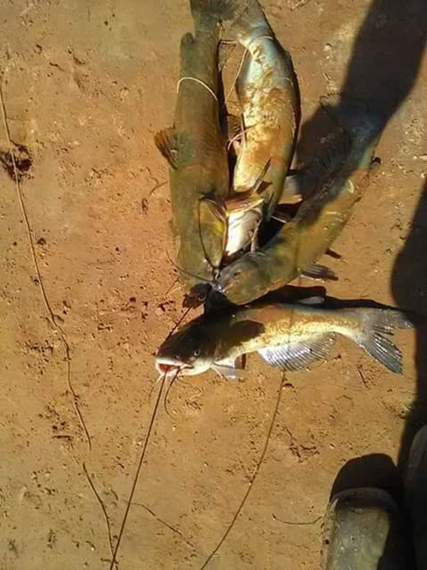 Big Cats Fishing Oklahoma , Guide
