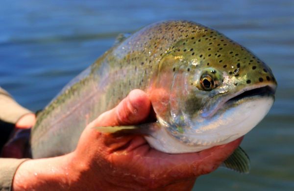 Captain Quint Fly Fishing